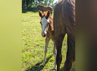 Meer warmbloeden, Merrie, veulen (06/2024), 168 cm, Sabino