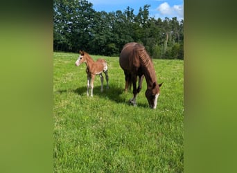 Meer warmbloeden, Merrie, veulen (06/2024), 168 cm, Sabino