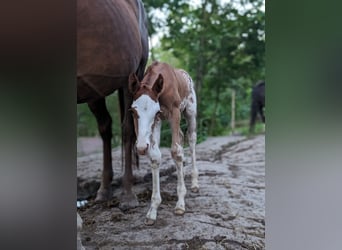 Meer warmbloeden, Merrie, veulen (06/2024), 168 cm, Sabino