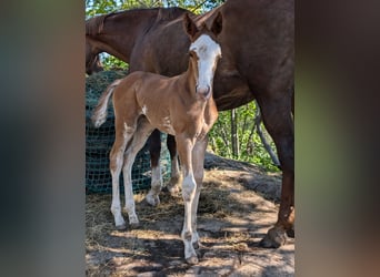 Meer warmbloeden, Merrie, veulen (06/2024), 168 cm, Sabino