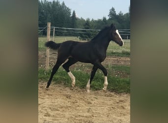 Meer warmbloeden, Merrie, veulen (04/2024), 169 cm, Donkerbruin