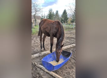 Meer warmbloeden, Merrie, veulen (01/2024), 170 cm, Bruin