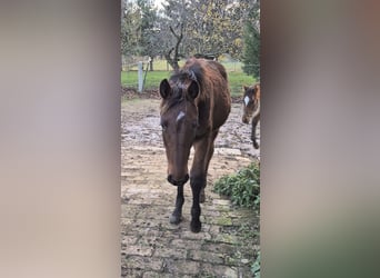 Meer warmbloeden, Merrie, veulen (01/2024), 170 cm, Bruin