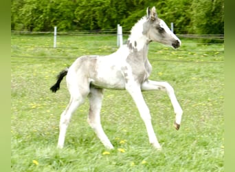 Meer warmbloeden, Merrie, veulen (04/2024), 170 cm, Gevlekt-paard