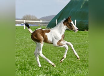 Meer warmbloeden, Merrie, veulen (03/2024), 170 cm, Gevlekt-paard