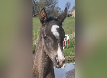 Meer warmbloeden, Merrie, Veulen (03/2026), 170 cm, Zwart