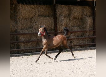 Meer warmbloeden Mix, Merrie, veulen (03/2023)