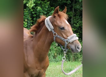 Meer warmbloeden, Merrie, veulen (03/2023), Vos