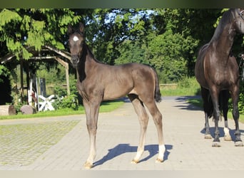 Meer warmbloeden, Merrie, veulen (06/2024), Zwart