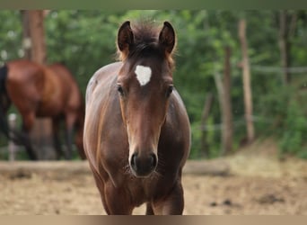 Meer warmbloeden Mix, Onbekend, 1 Jaar