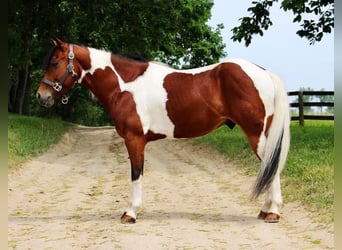 Meer warmbloeden, Ruin, 10 Jaar, 132 cm, Tobiano-alle-kleuren