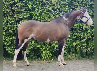 Meer warmbloeden, Ruin, 10 Jaar, 154 cm, Overo-alle-kleuren