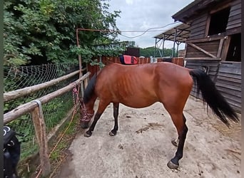 Meer warmbloeden, Ruin, 10 Jaar, 158 cm, Lichtbruin