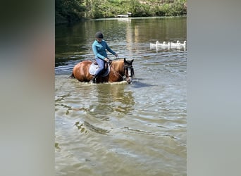 Meer warmbloeden, Ruin, 10 Jaar, 158 cm, Vos