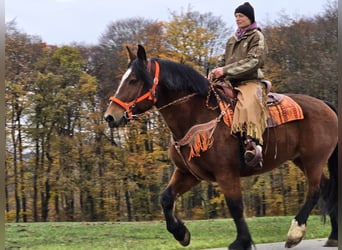 Meer warmbloeden, Ruin, 10 Jaar, 162 cm, Bruin