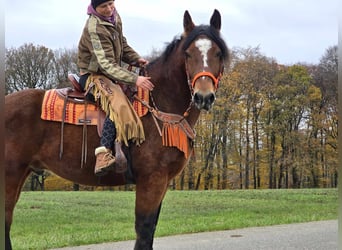 Meer warmbloeden, Ruin, 10 Jaar, 162 cm, Bruin