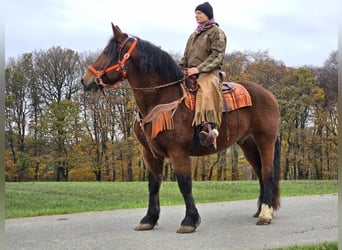 Meer warmbloeden, Ruin, 10 Jaar, 162 cm, Bruin