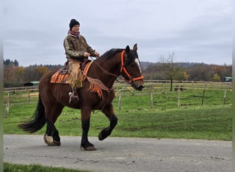 Meer warmbloeden, Ruin, 10 Jaar, 162 cm, Bruin