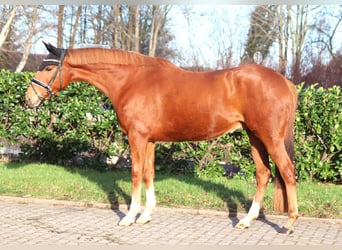 Meer warmbloeden, Ruin, 10 Jaar, 162 cm, Vos