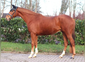 Meer warmbloeden, Ruin, 10 Jaar, 162 cm, Vos