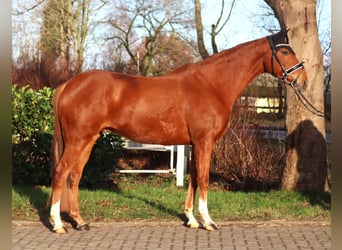 Meer warmbloeden, Ruin, 10 Jaar, 162 cm, Vos