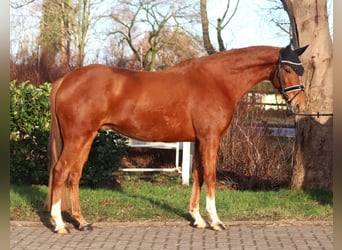 Meer warmbloeden, Ruin, 10 Jaar, 162 cm, Vos