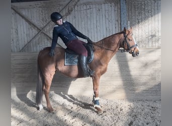 Meer warmbloeden, Ruin, 10 Jaar, 162 cm, Vos