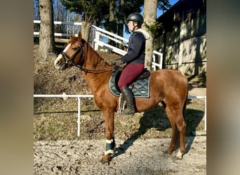 Meer warmbloeden, Ruin, 10 Jaar, 162 cm, Vos