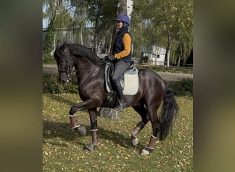 Meer warmbloeden, Ruin, 10 Jaar, 164 cm, Zwart