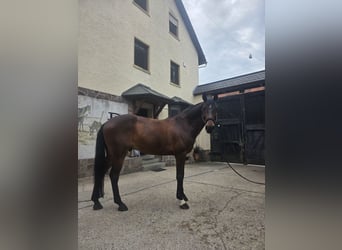 Meer warmbloeden, Ruin, 10 Jaar, 165 cm, Donkerbruin