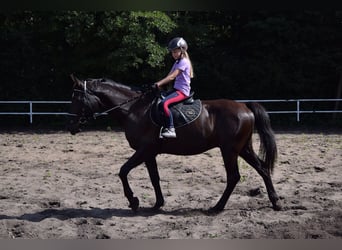 Meer warmbloeden, Ruin, 10 Jaar, 167 cm, Zwart