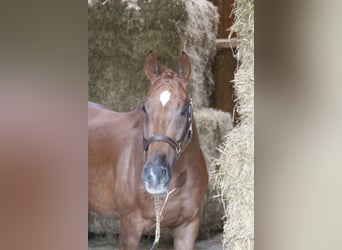 Meer warmbloeden, Ruin, 10 Jaar, 168 cm, Vos