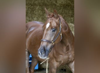 Meer warmbloeden, Ruin, 10 Jaar, 168 cm, Vos