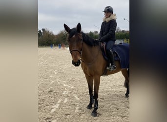 Meer warmbloeden, Ruin, 10 Jaar, 169 cm, Donkerbruin