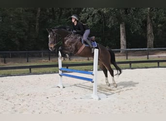 Meer warmbloeden, Ruin, 10 Jaar, 170 cm, Roodbruin