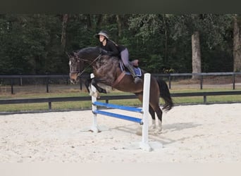 Meer warmbloeden, Ruin, 10 Jaar, 170 cm, Roodbruin