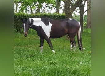 Meer warmbloeden, Ruin, 10 Jaar, 171 cm, Gevlekt-paard