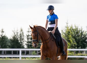 Meer warmbloeden, Ruin, 10 Jaar, 175 cm, Donkere-vos