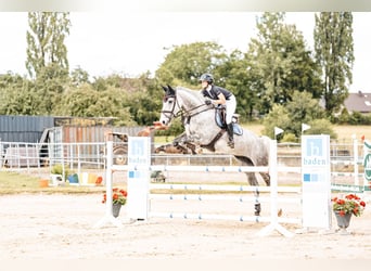 Meer warmbloeden, Ruin, 10 Jaar, Schimmel