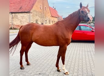 Meer warmbloeden Mix, Ruin, 11 Jaar, 161 cm, Vos