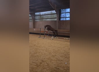 Meer warmbloeden Mix, Ruin, 11 Jaar, 161 cm, Vos