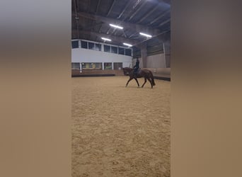 Meer warmbloeden Mix, Ruin, 11 Jaar, 161 cm, Vos