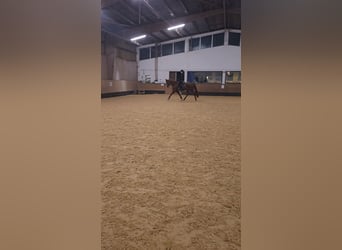 Meer warmbloeden Mix, Ruin, 11 Jaar, 161 cm, Vos