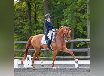 Meer warmbloeden, Ruin, 11 Jaar, 163 cm, Donkere-vos