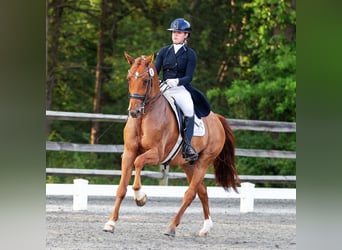 Meer warmbloeden, Ruin, 11 Jaar, 163 cm, Donkere-vos