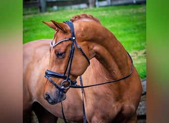 Meer warmbloeden, Ruin, 11 Jaar, 163 cm, Donkere-vos