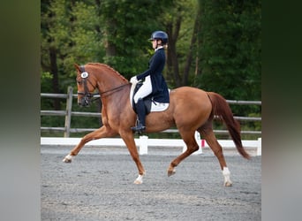 Meer warmbloeden, Ruin, 11 Jaar, 163 cm, Donkere-vos