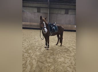 Meer warmbloeden Mix, Ruin, 11 Jaar, 163 cm, Vos