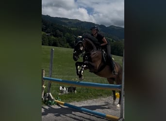 Meer warmbloeden, Ruin, 11 Jaar, 165 cm, Bruin