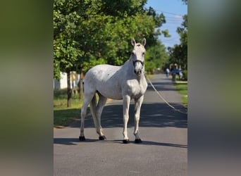 Meer warmbloeden, Ruin, 11 Jaar, 165 cm, Schimmel